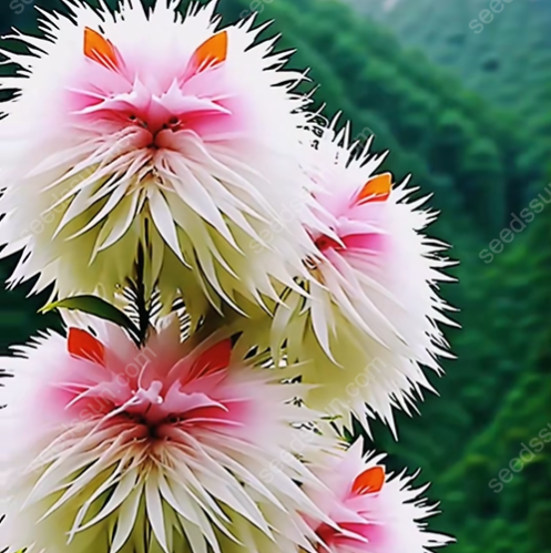 🌱Chikalabs Cat Face Flower Seeds