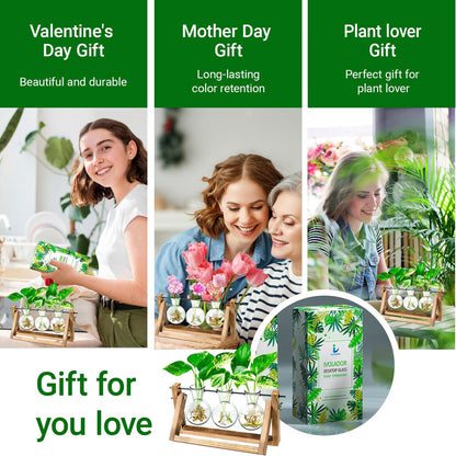 Chikalabs Plant Propagation Swing Stations Glass Terrarium