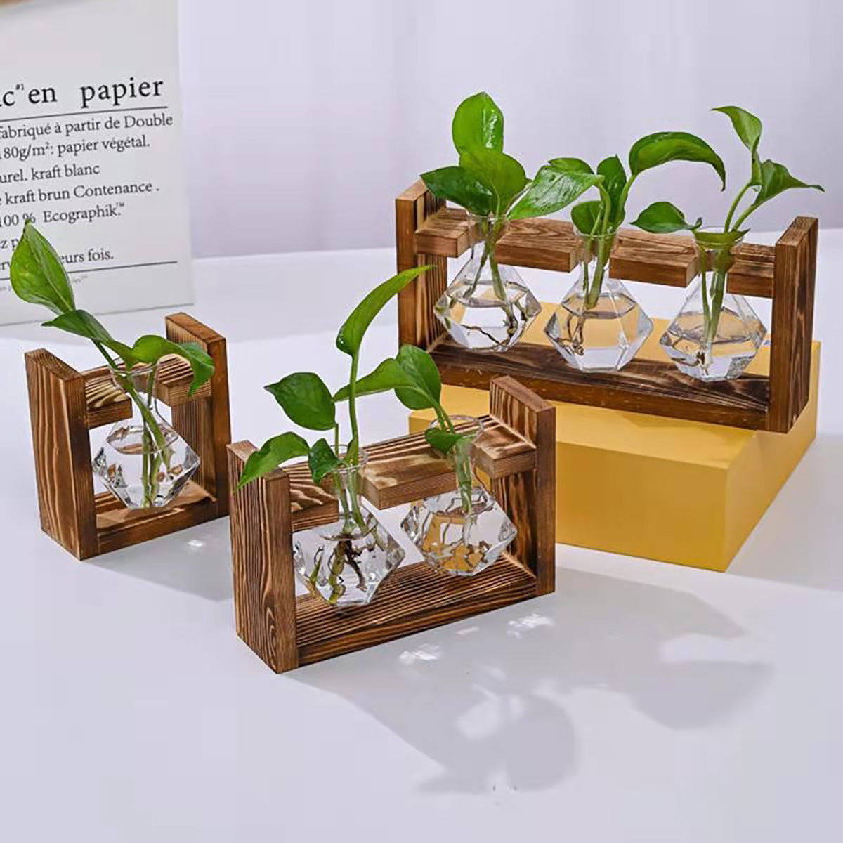 Chikalabs Plant Propagation Stations Glass Terrarium
