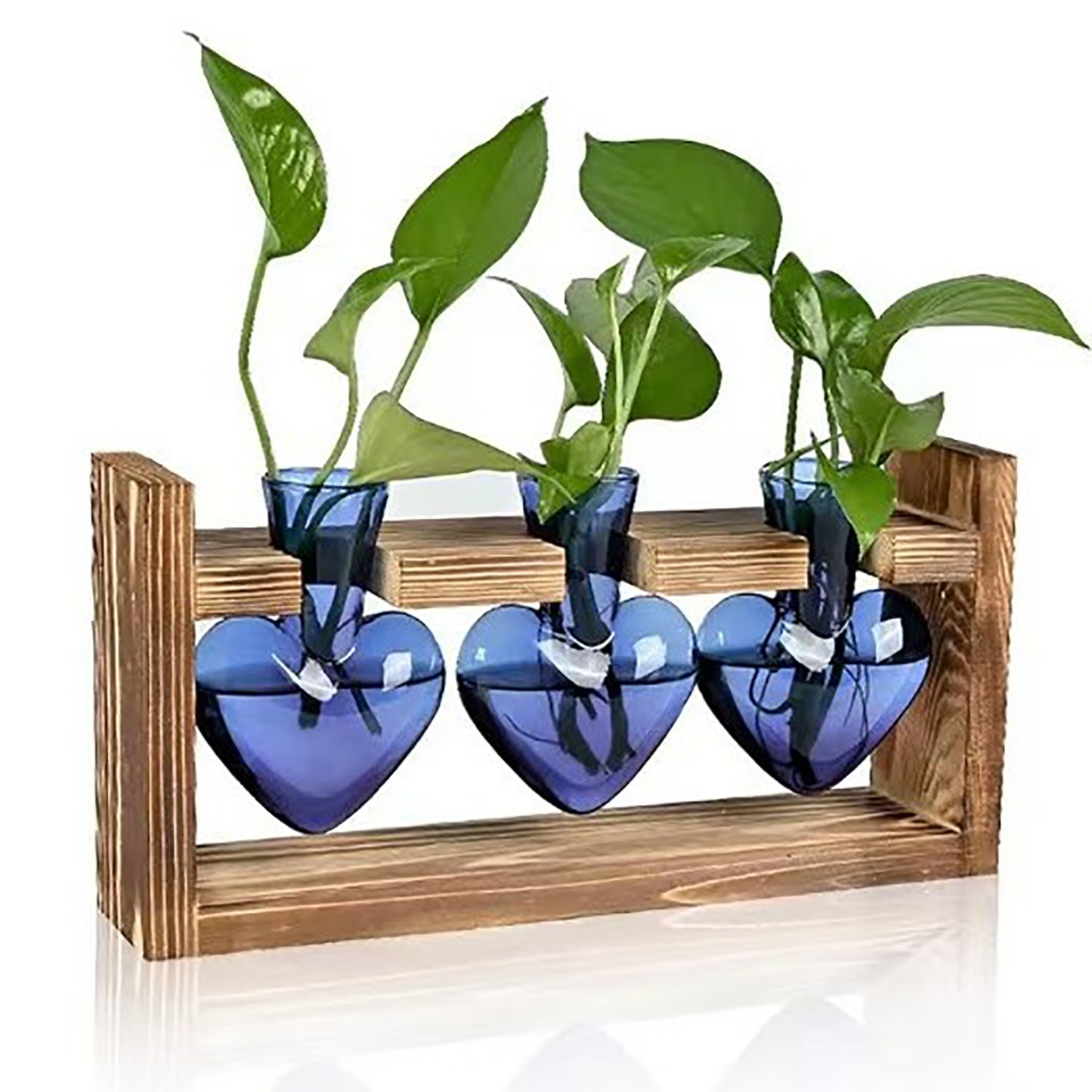 Chikalabs Blue Heart Plant Propagation Stations Glass Terrarium