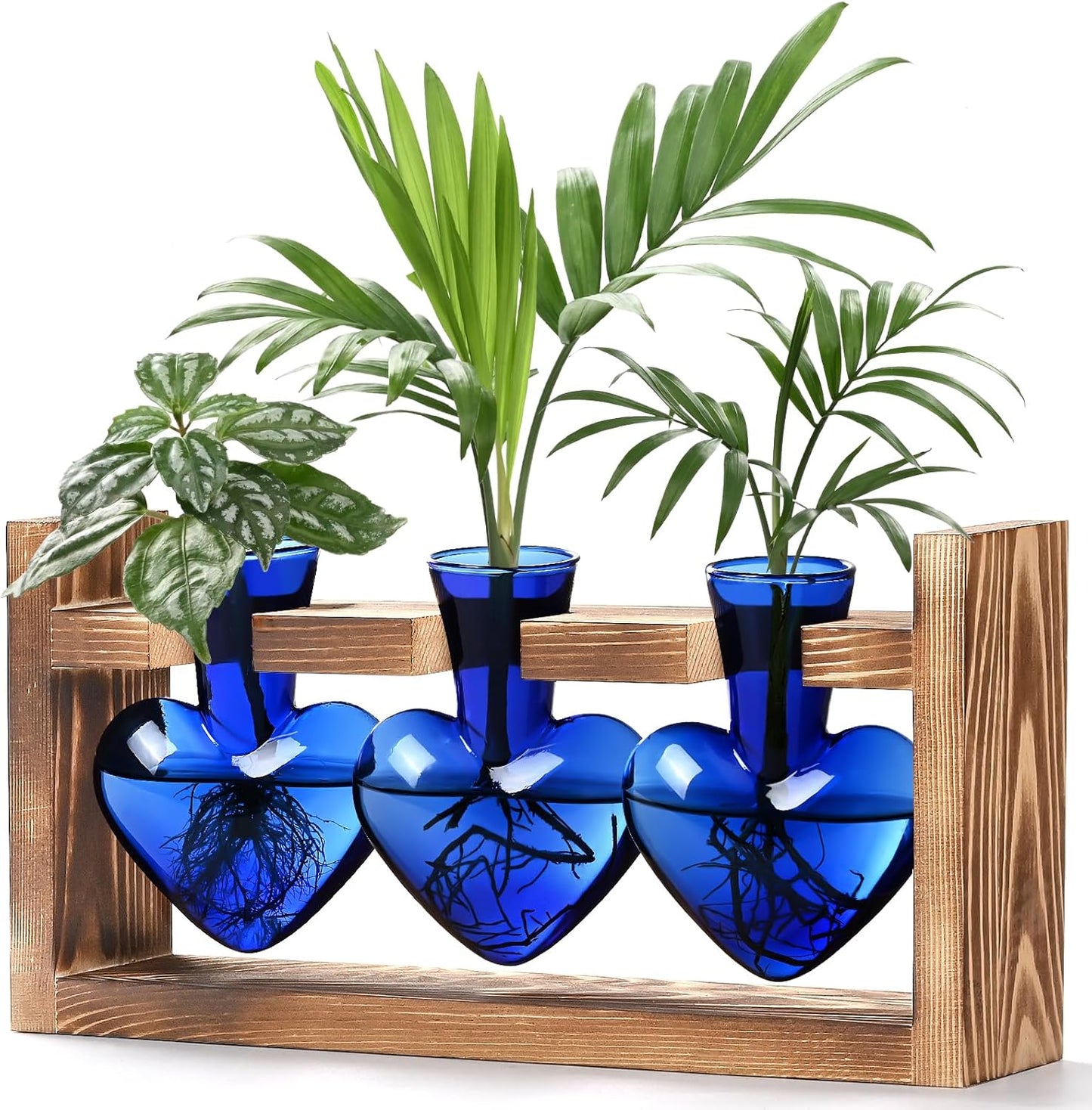 Chikalabs Blue Heart Plant Propagation Stations Glass Terrarium