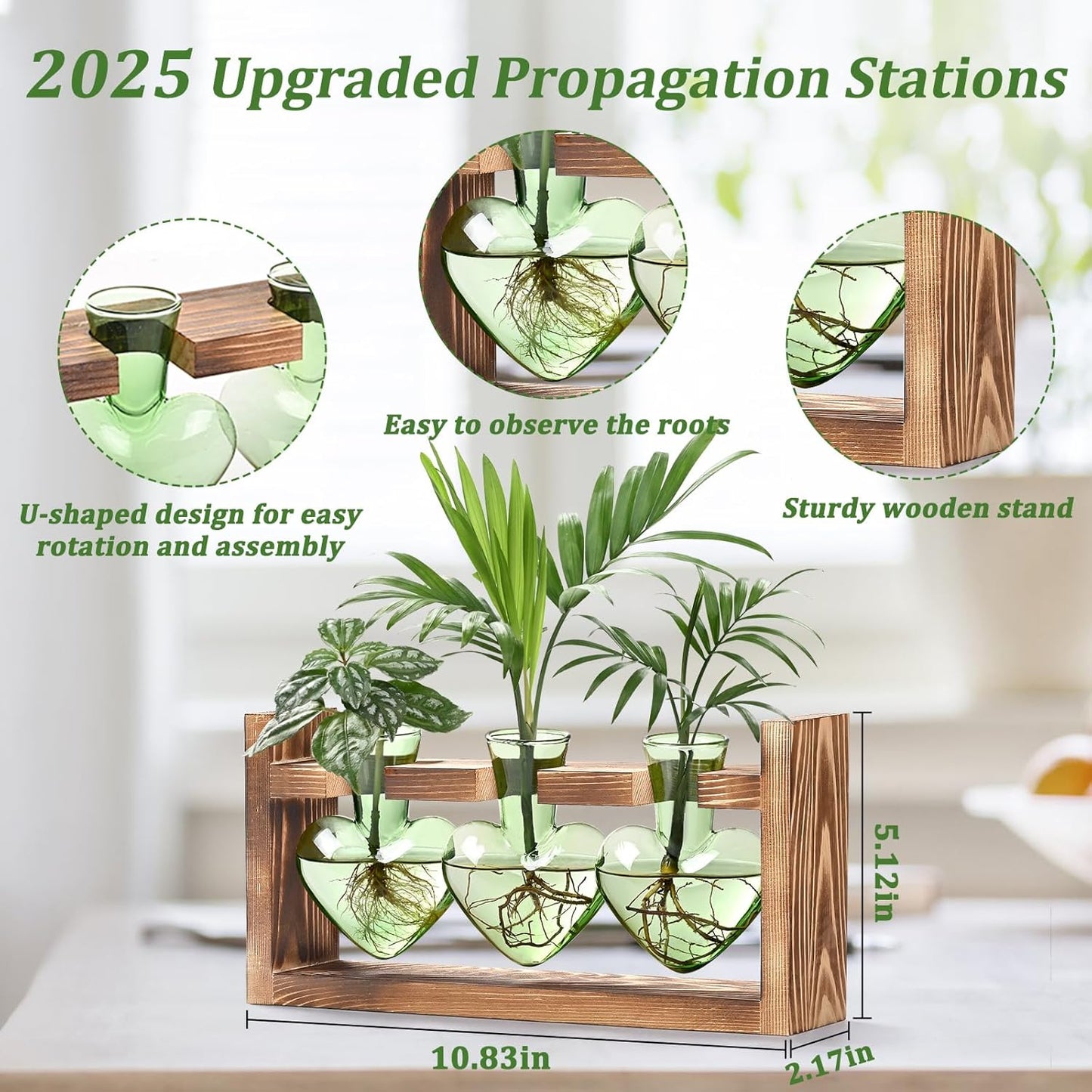 Chikalabs Green Heart Plant Propagation Stations Glass Terrarium