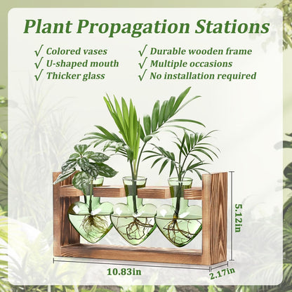 Chikalabs Green Heart Plant Propagation Stations Glass Terrarium