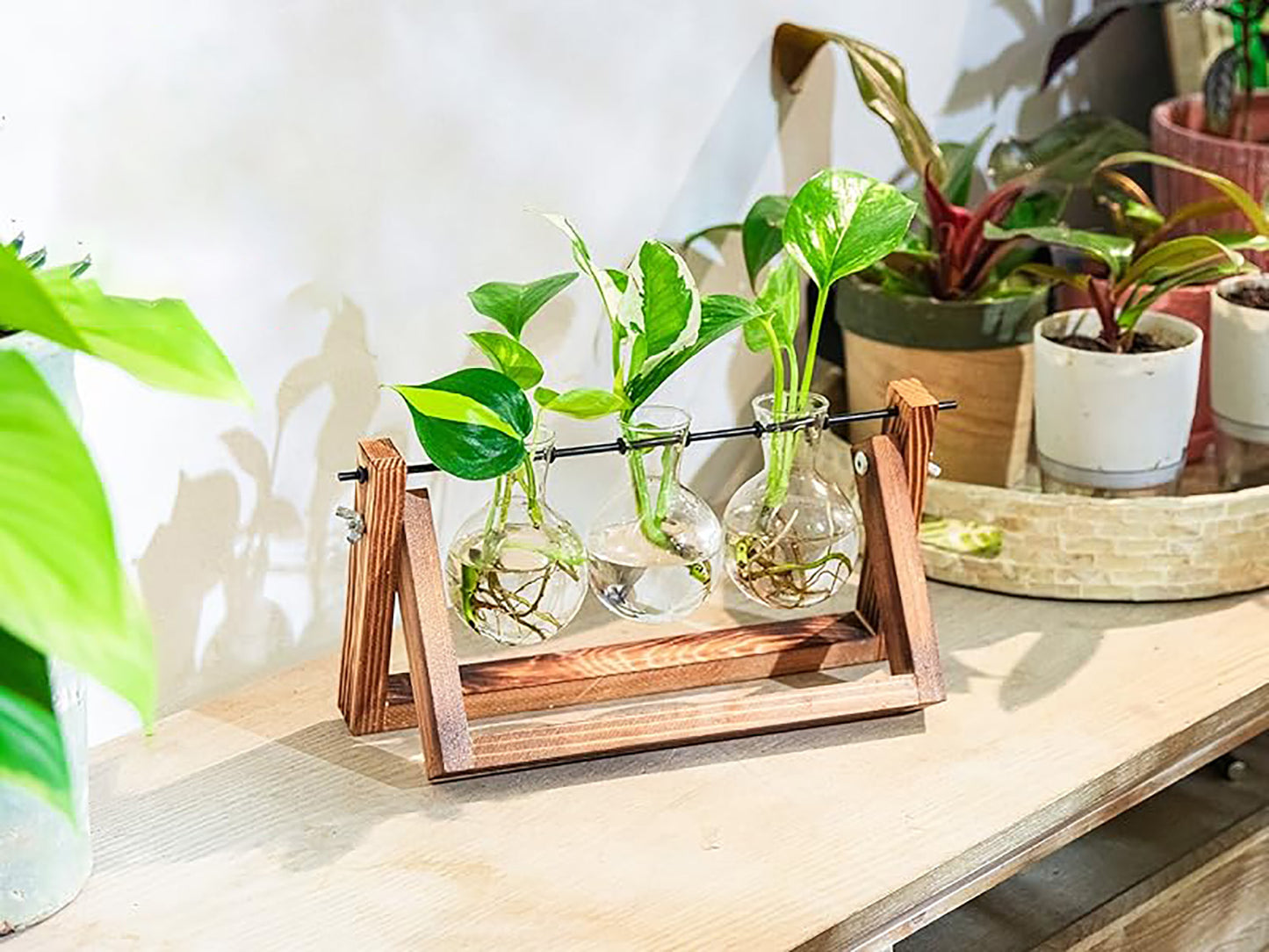 Chikalabs Plant Propagation Swing Stations Glass Terrarium