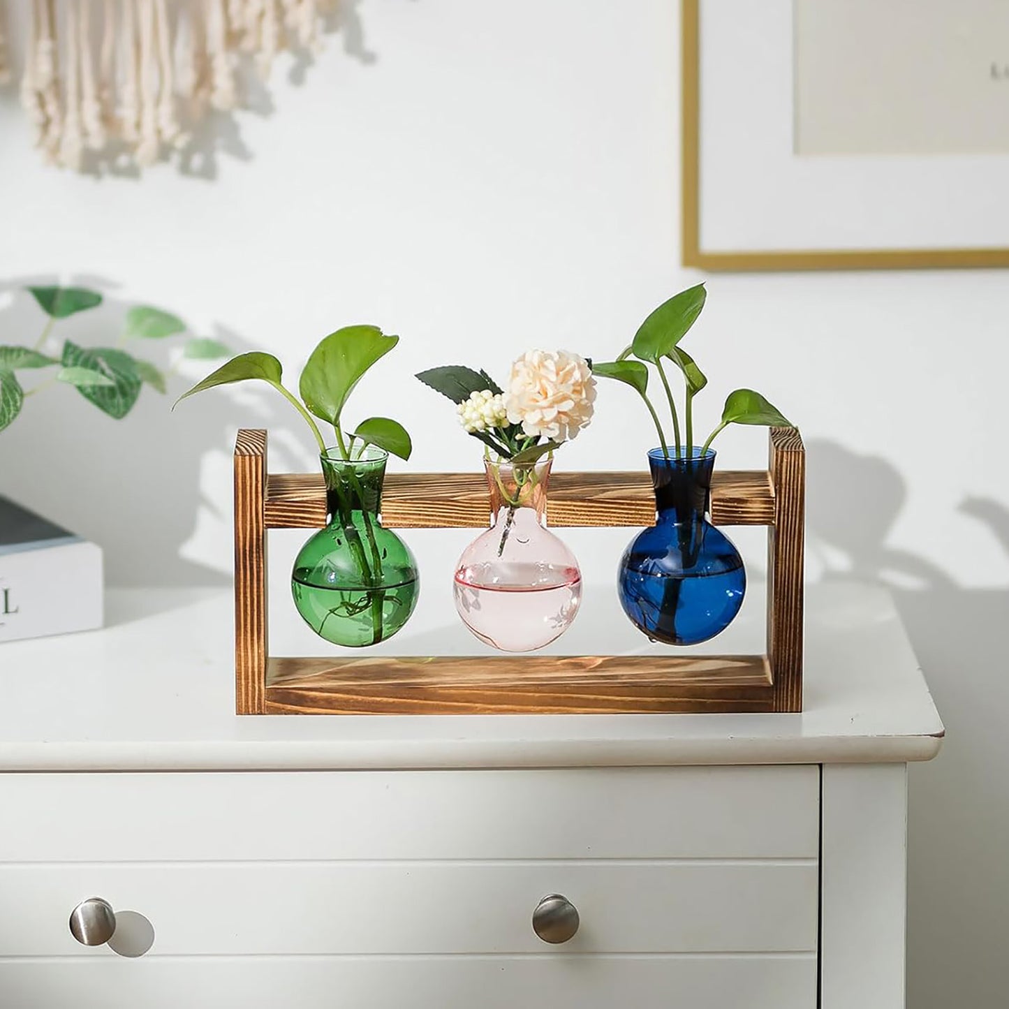 Chikalabs Colorful Plant Propagation Stations Glass Terrarium