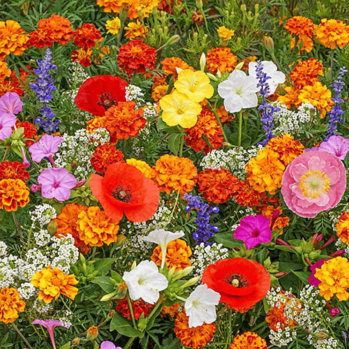 💝Mixed Wild Perennial Flowers Seeds-Over 60 Kinds Mixed