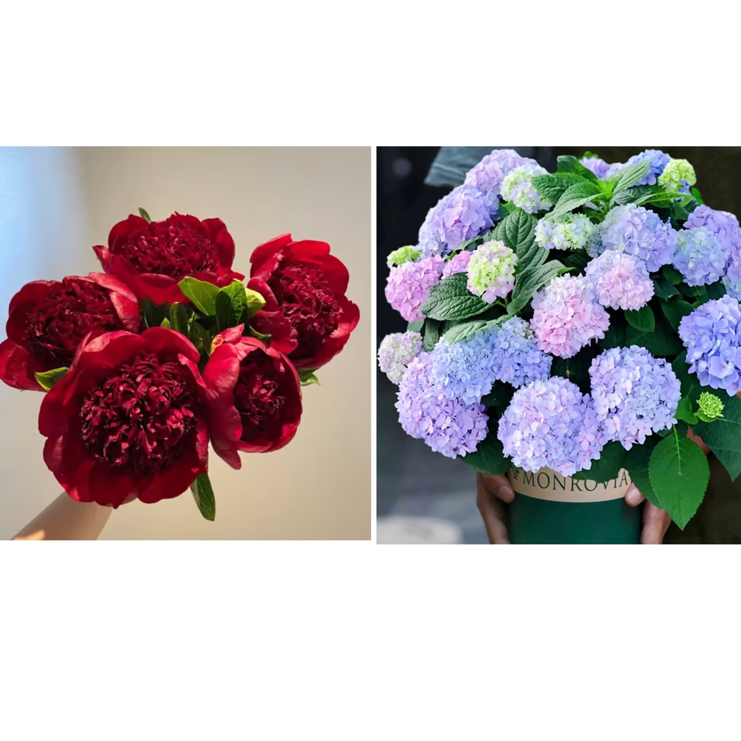 🔥🌺THE QUEEN OF FLOWERS—CHIKALABS DOUBLE PETALED PIANI